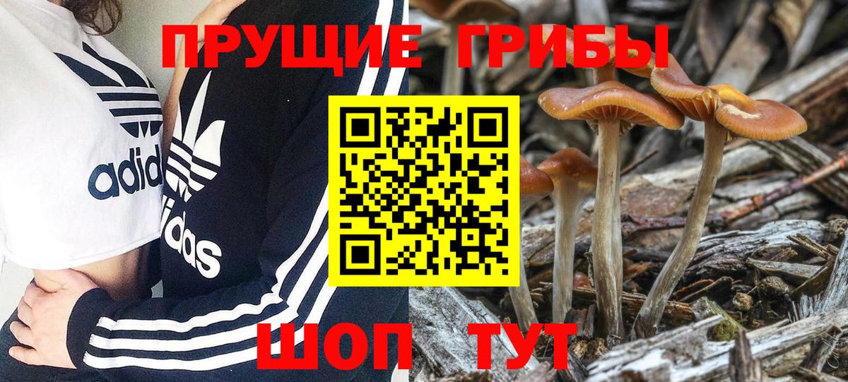 Гуково  дарнет шоп  Вход с VPN  Псилоцибиновые грибы Psilocybe 